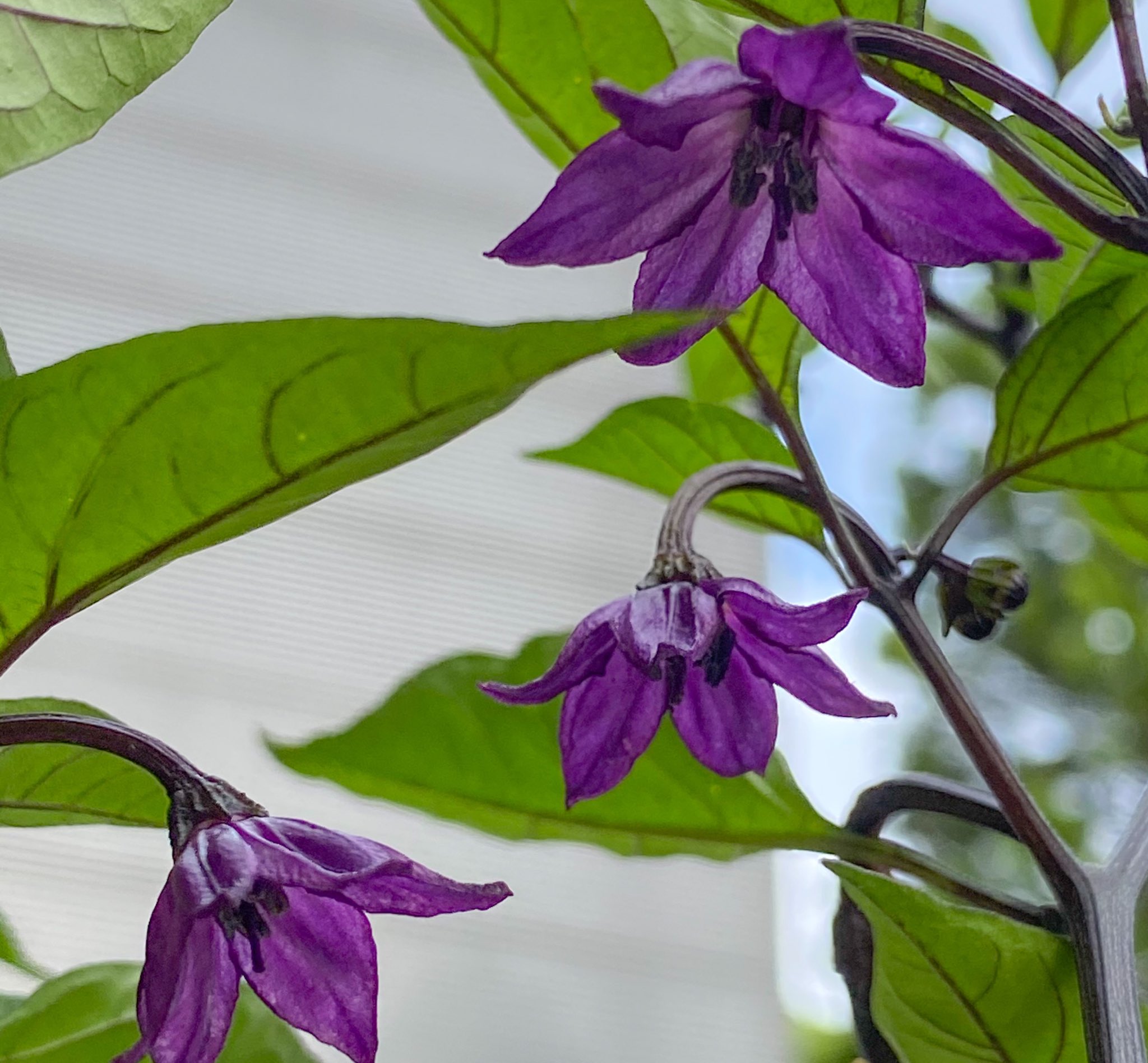 日比谷花壇大船フラワーセンター 公式 トウガラシのお花が咲きました 可愛らしい白い花は太長トウガラシ 紫色の花は紫トウガラシです 園内で見られる他 ショップで苗販売もしています 他にも ハラペーニョなど辛そうなトウガラシたちの実っている姿が見