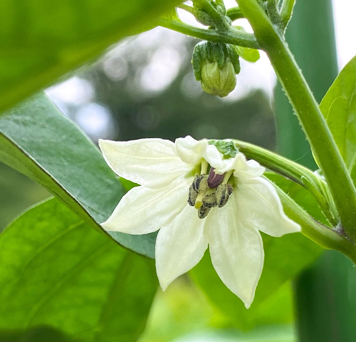 日比谷花壇大船フラワーセンター 公式 トウガラシのお花が咲きました 可愛らしい白い花は太長トウガラシ 紫色の花は紫トウガラシです 園内で見られる他 ショップで苗販売もしています 他にも ハラペーニョなど辛そうなトウガラシたちの実っている姿が見 日比谷花壇大船フラワーセンター 公式 トウガラシのお花が咲きました 可愛らしい白い花は太長トウガラシ 紫色の花は紫トウガラシです 園内で見られる他 ショップで苗販売もしています 他にも ハラペーニョなど辛そうなトウガラシたちの実っている姿が見