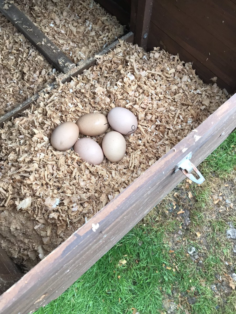 devon_hens's tweet image. First batch this year of fertile eggs going under a broody Silkie. Thanks @Durham_Hens #Rhodeislandreds #Broodies