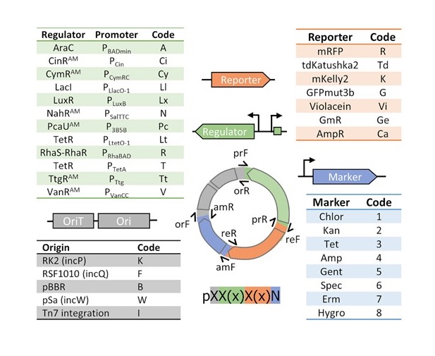 PabloINik's tweet photo. #Plasmid #toolbox for gene expression across Proteobacteria @NAR_Open
https://t.co/5EoVa0wP1p https://t.co/r5JNqpDIFu