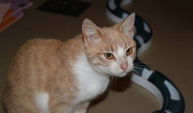 Barry de kater loopt luid mauwend op je af -  bosscheomroep.nl/nieuws/algemee…