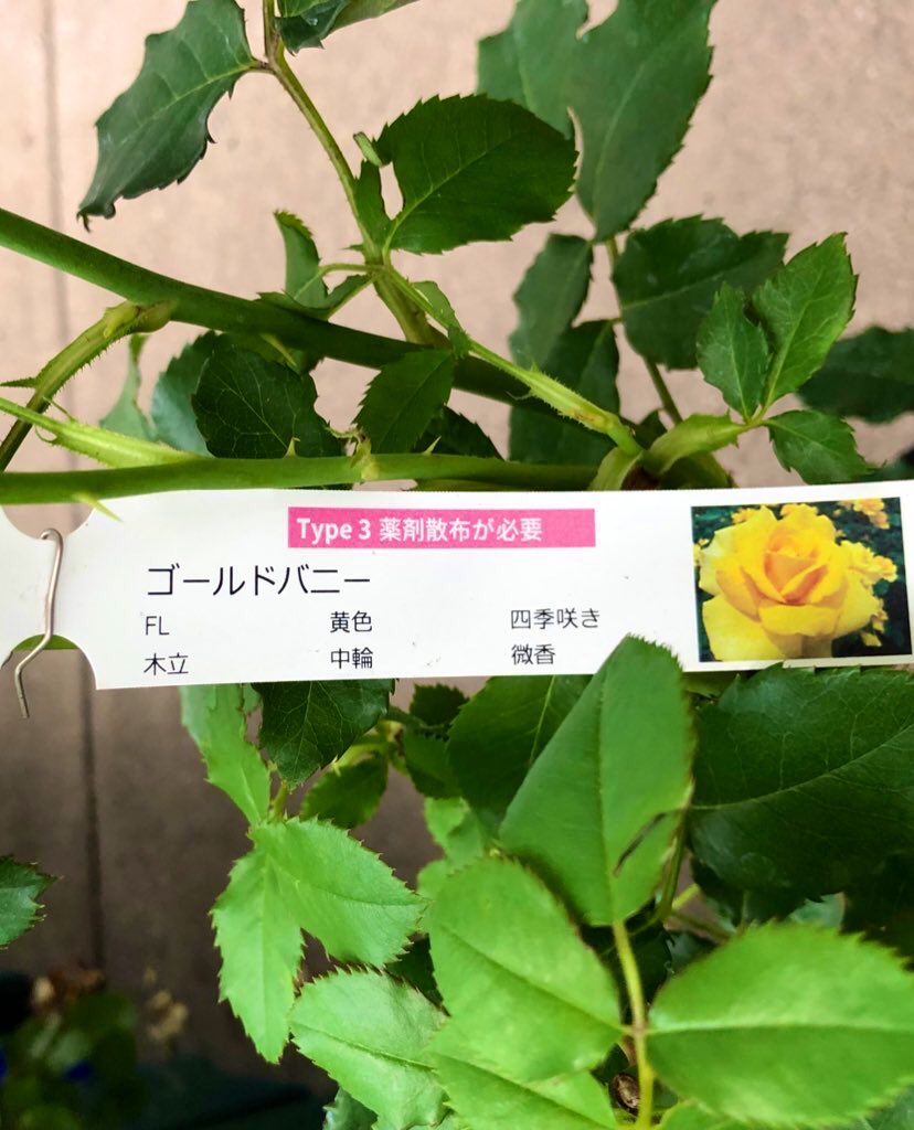 ゴールド バニー Twitter Search Twitter