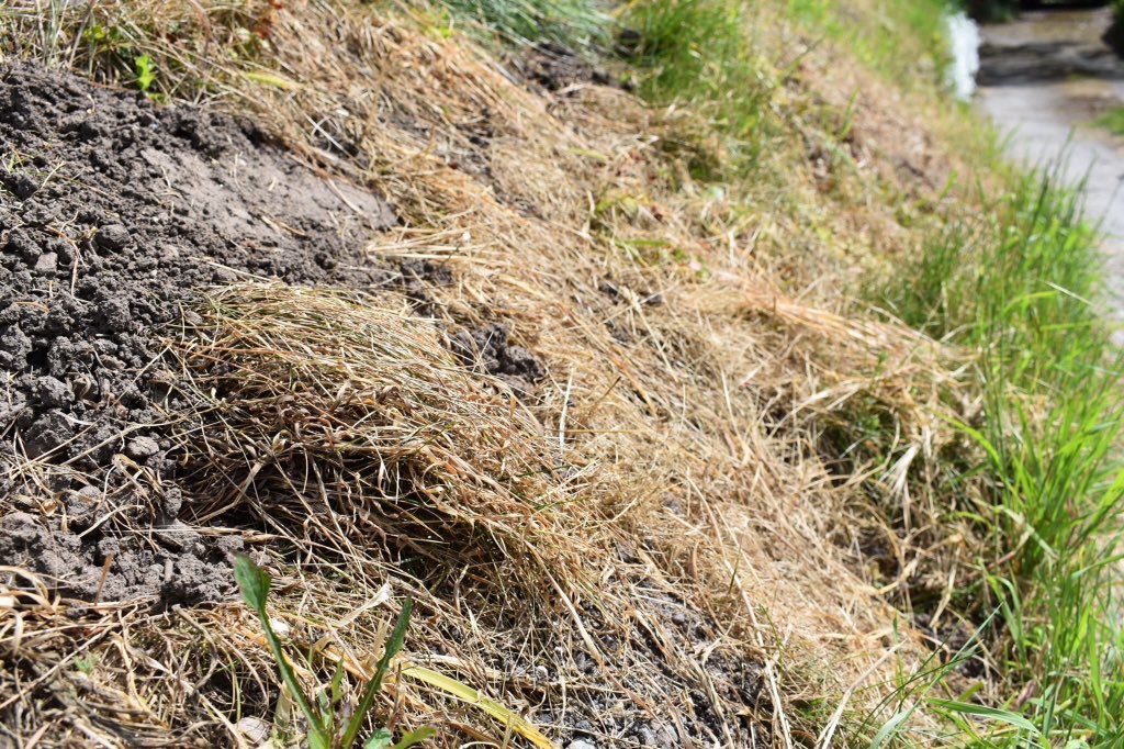 Little Green Space 🦋 tweet media