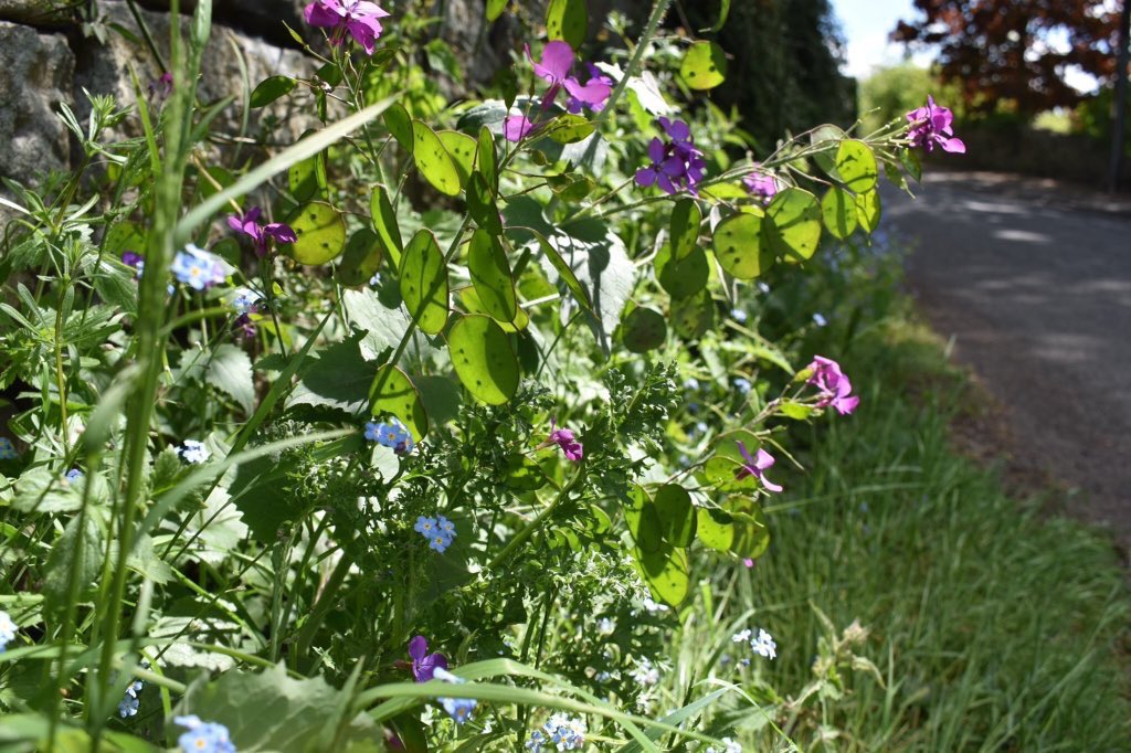 The irony with weedkiller is it doesn't make green spaces look 'neat &amp; tidy', but makes them an eyesore - while 'weeds' (i.e. wildflowers) can look great, alongside helping wildlife for no cost or effort. As these contrasting verges show. Let's give nature a chance! 🐝