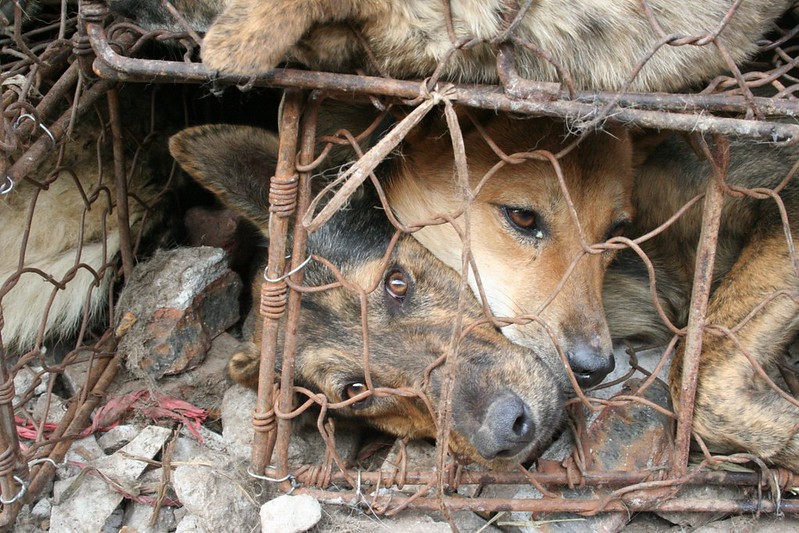 #IHateDCMTBecause
Everyone should hate the #YulinDogMeatFestival as the #cruelty is unimaginable for the #dogs and #cats 
Humans treat vegetables better than these living souls 😡💔🐾🐾
Miserable Existence, tortured until death #China #BeTheChange #endthedogmeattrade #EndYulin