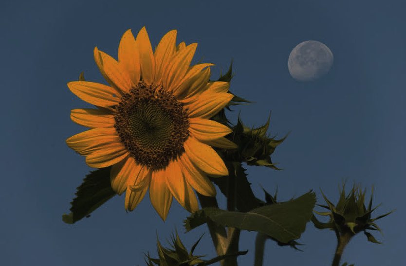 itmydefinition's tweet image. “เก่งมากเจ้าทานตะวัน,
เธอพยายามได้ดีแล้ว
ใช้ชีวิตเพื่อตัวเองบ้างนะ
มีใครอีกคนก็เฝ้ามองเธออยู่” 
, ถึงทุกคน