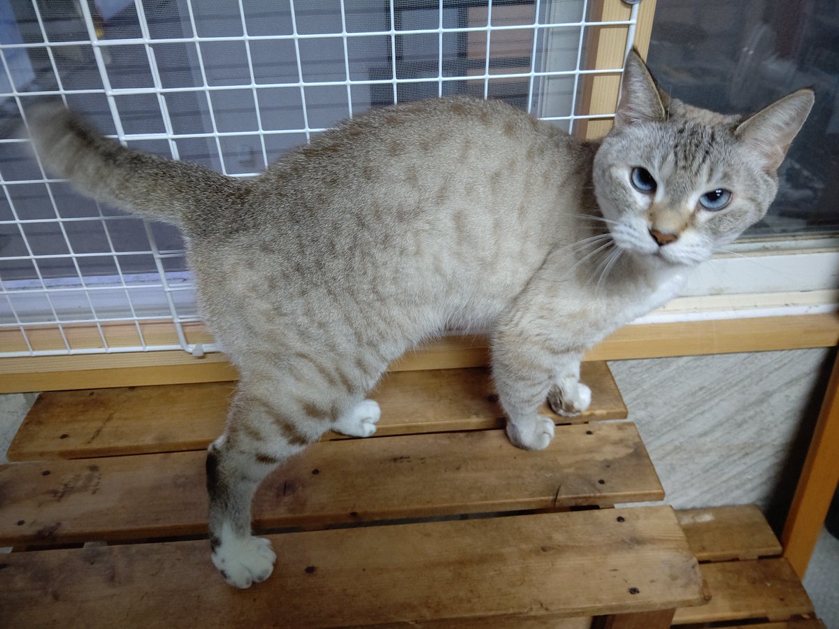 保護ねこカフェ レトロゲーム 漫画カフェ ねこがすき Ishikawanonoic2 Twitter