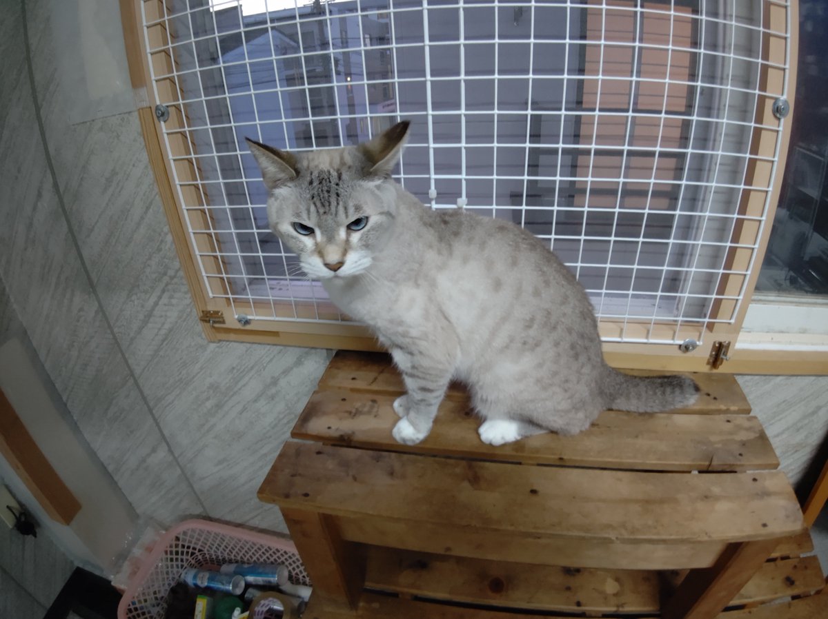 保護ねこカフェ レトロゲーム 漫画カフェ ねこがすき Ishikawanonoic2 Twitter