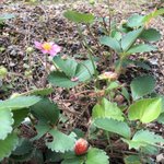 ツイートに含まれる画像