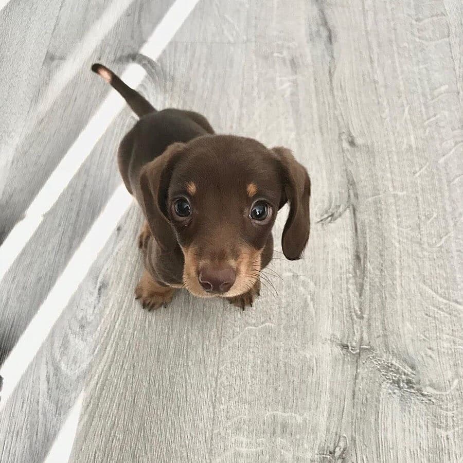 Gordito_Perrito's tweet image. 