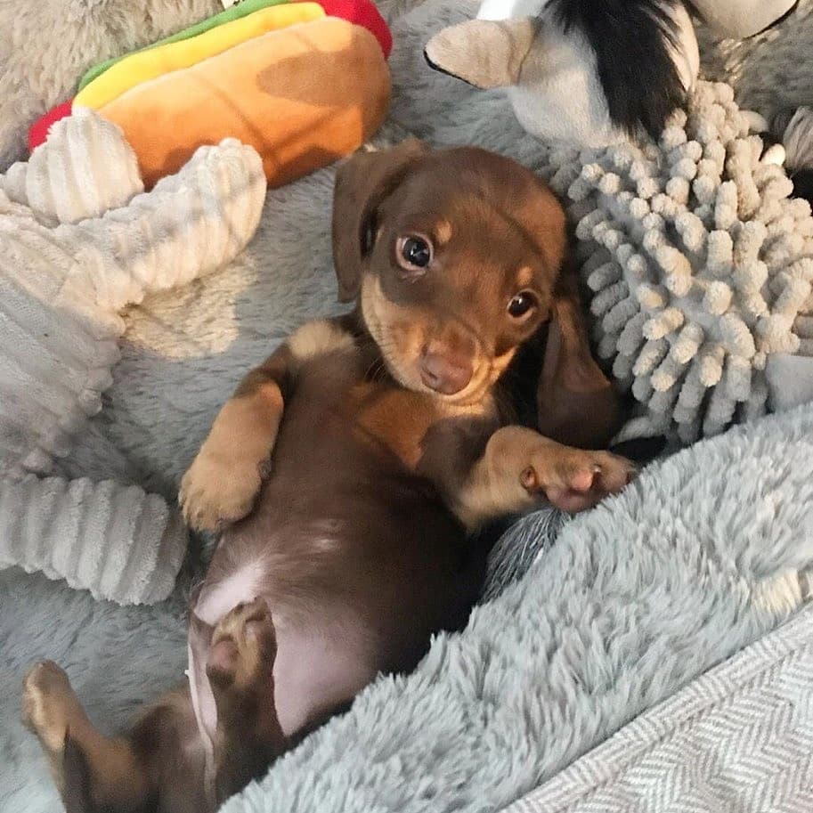 Gordito_Perrito's tweet image. 