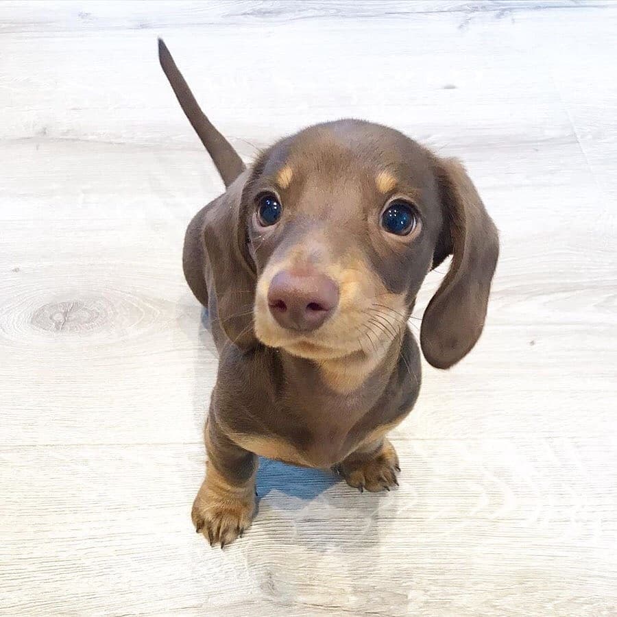 Gordito_Perrito's tweet image. 