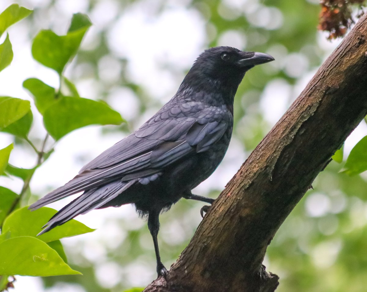 *crow stance*