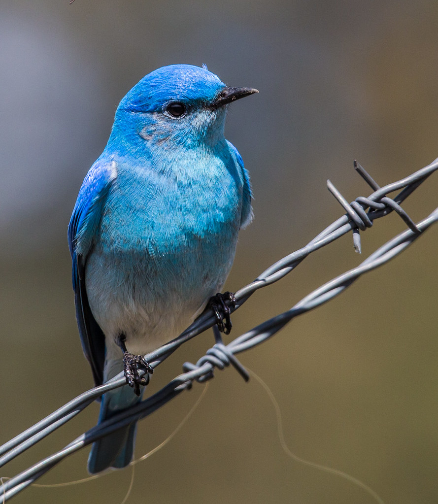 𝔽𝕦𝕞𝕚𝕗𝕦𝕞𝕚 18 23 Twitterの鳥のモデル ムジルリツグミ ムジルリツグミ マウンテンブルーバード 全長 15cm cm スズメ目ツグミ科ルリツグミ属に属する 北アメリカ大陸に分布し アメリカ合衆国アイダホ州とネバダ州の州鳥でもある 本種