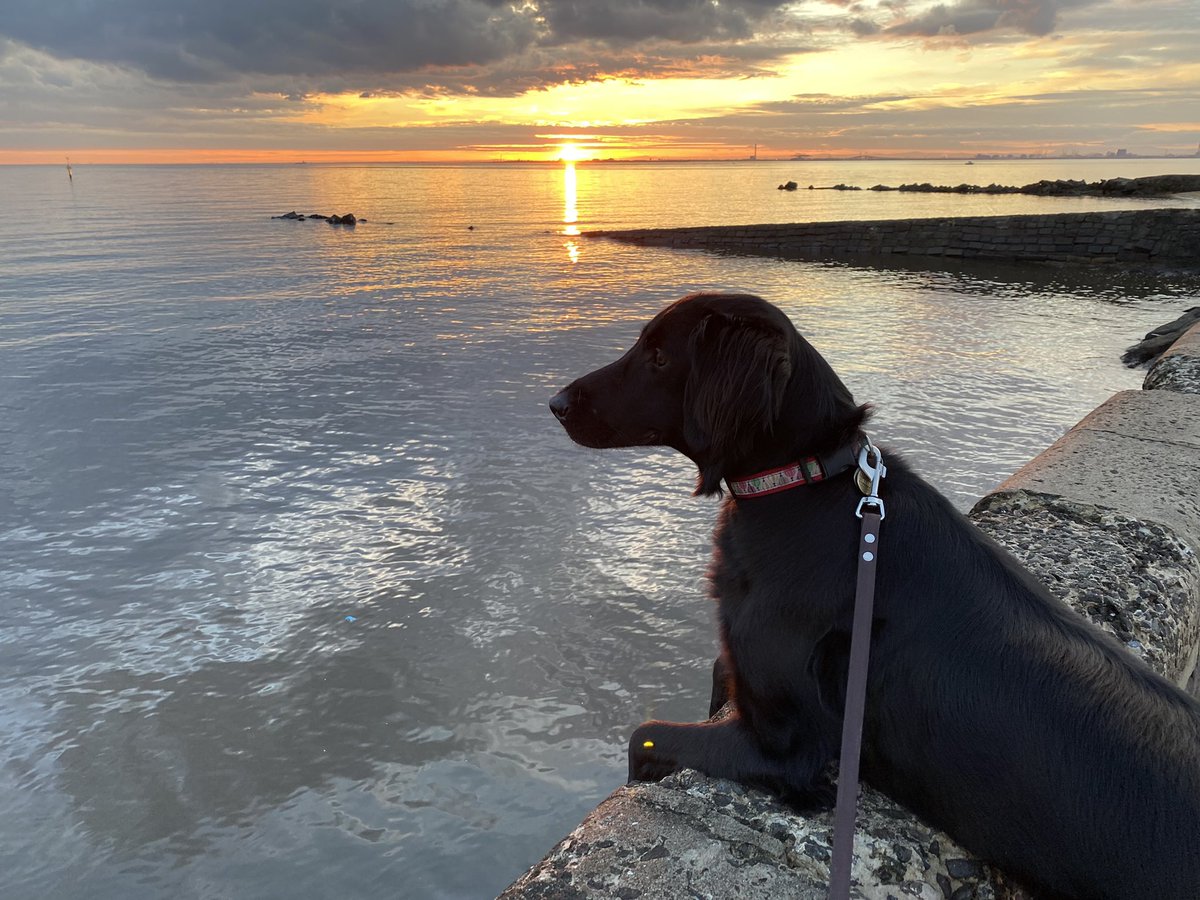 888Tonybarry's tweet photo. Some days our pets show us how to appreciate the simple beauty in our world. https://t.co/2bjEiUSFwQ
