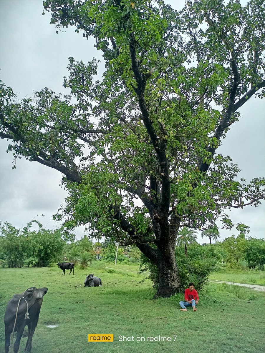 Abhyashrawat1's tweet photo. #nutural
#Mangoseason
#mangotree https://t.co/OHCanYDpa4