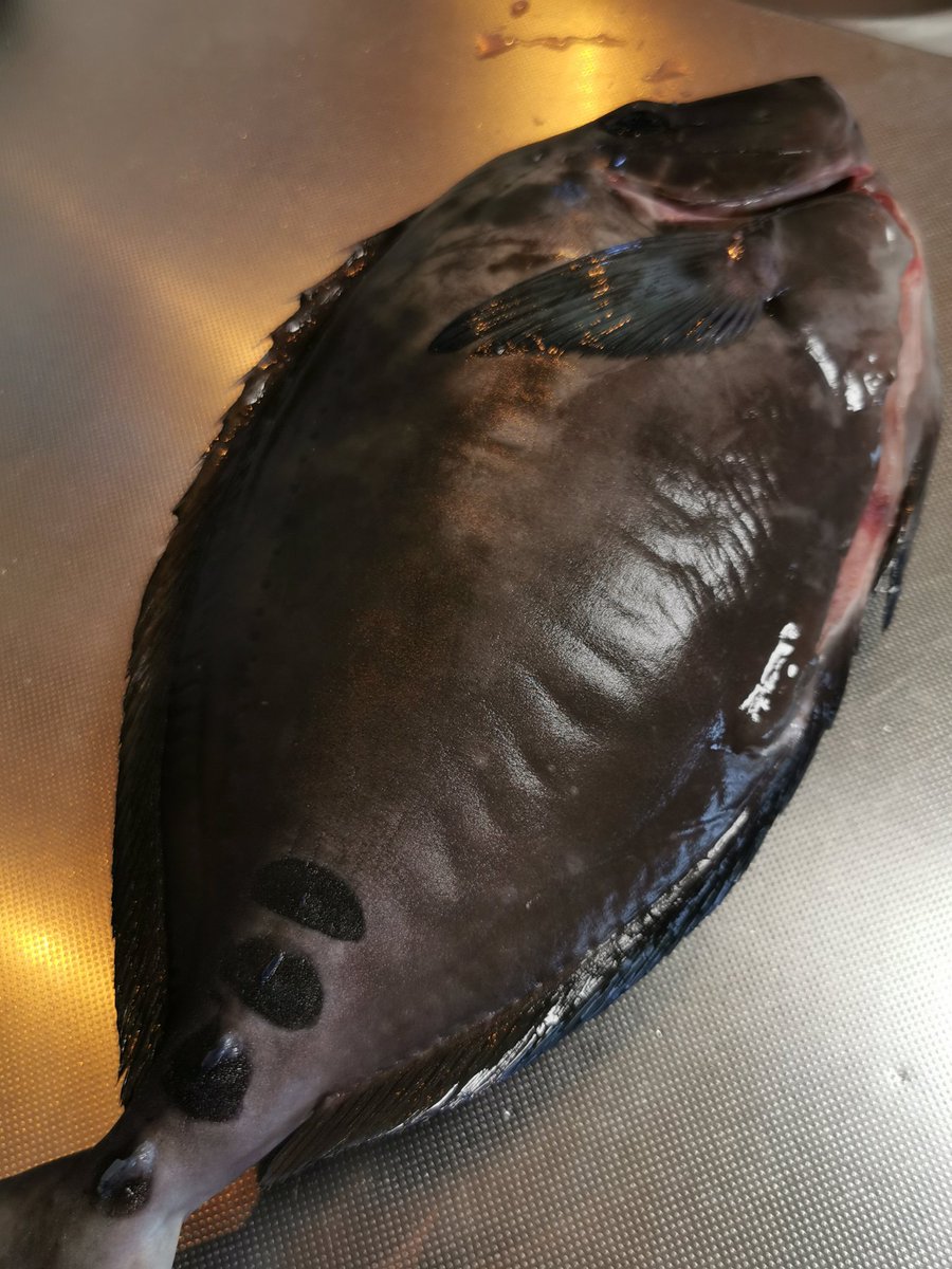 けんけん V Twitter 実際は鼻をつまむほど臭い訳じゃないので 夏でも普通に食べられる魚ですし 冬は特に絶品なんです 臭くて不味い みたいなイメージが定着したからか 可哀想な値段で取引されてるので個人的には見直されてほしい魚のひとつです