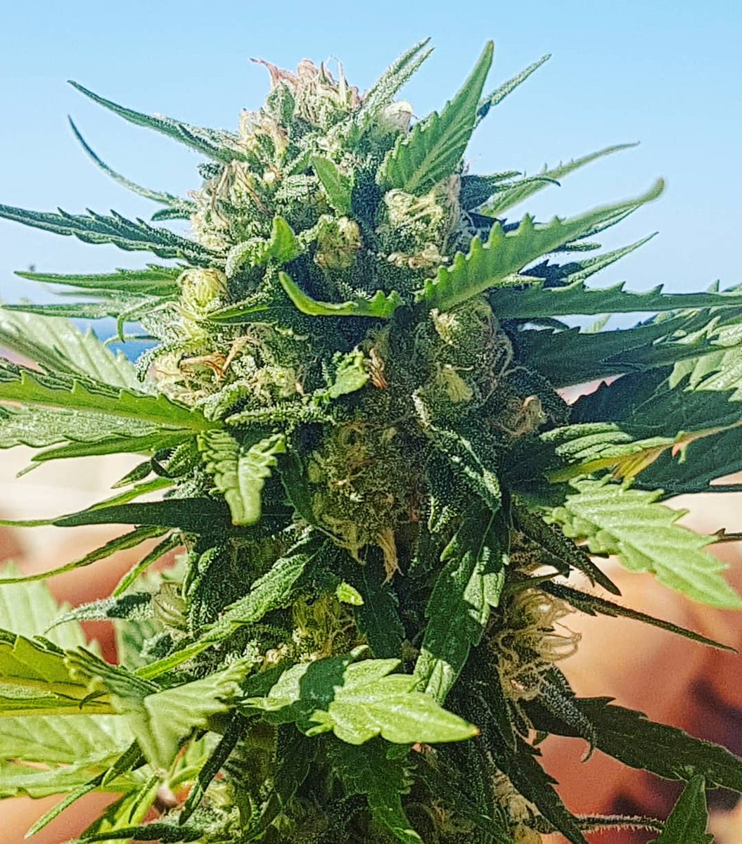 Sophie_MJ's tweet photo. 📸 MikromachineAuto 🚗🌱
@IntKannabia @Apez140 @KannabiaSeeds @INMAQ16
Que poquito te queda reina
Increible el desarrollo de las flores y que bien hueles jodía🤤
🧡
#FelizDomingo
#kannabiaseeds #kannabiateam #flores #automaticas #mikromachineauto #cannabisfree #LaSofiJardinera https://t.co/lf8ZctAFN4