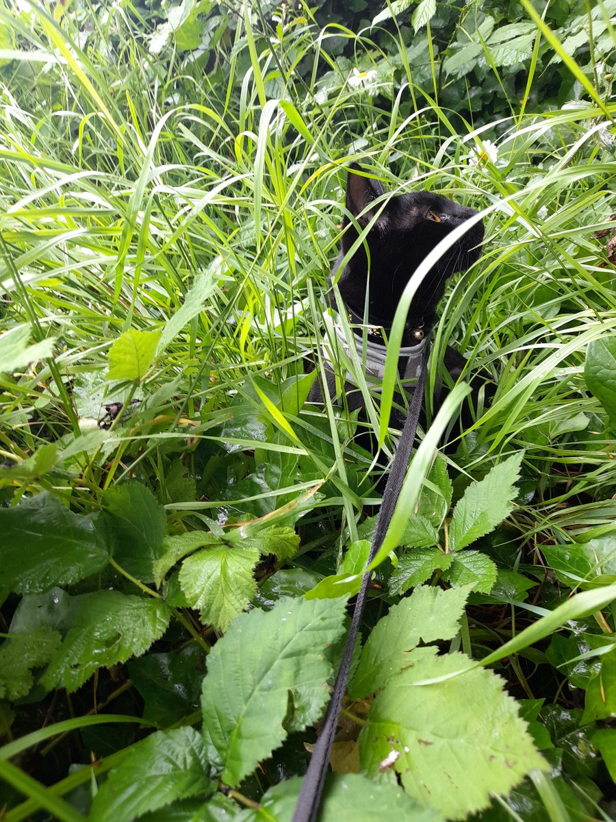 Bit of a soggy #hedgewatch today 
I love that mine wild space is long enuff now for full panfur hiding!! 

This is mine Vegan subgroup in da long grass!!