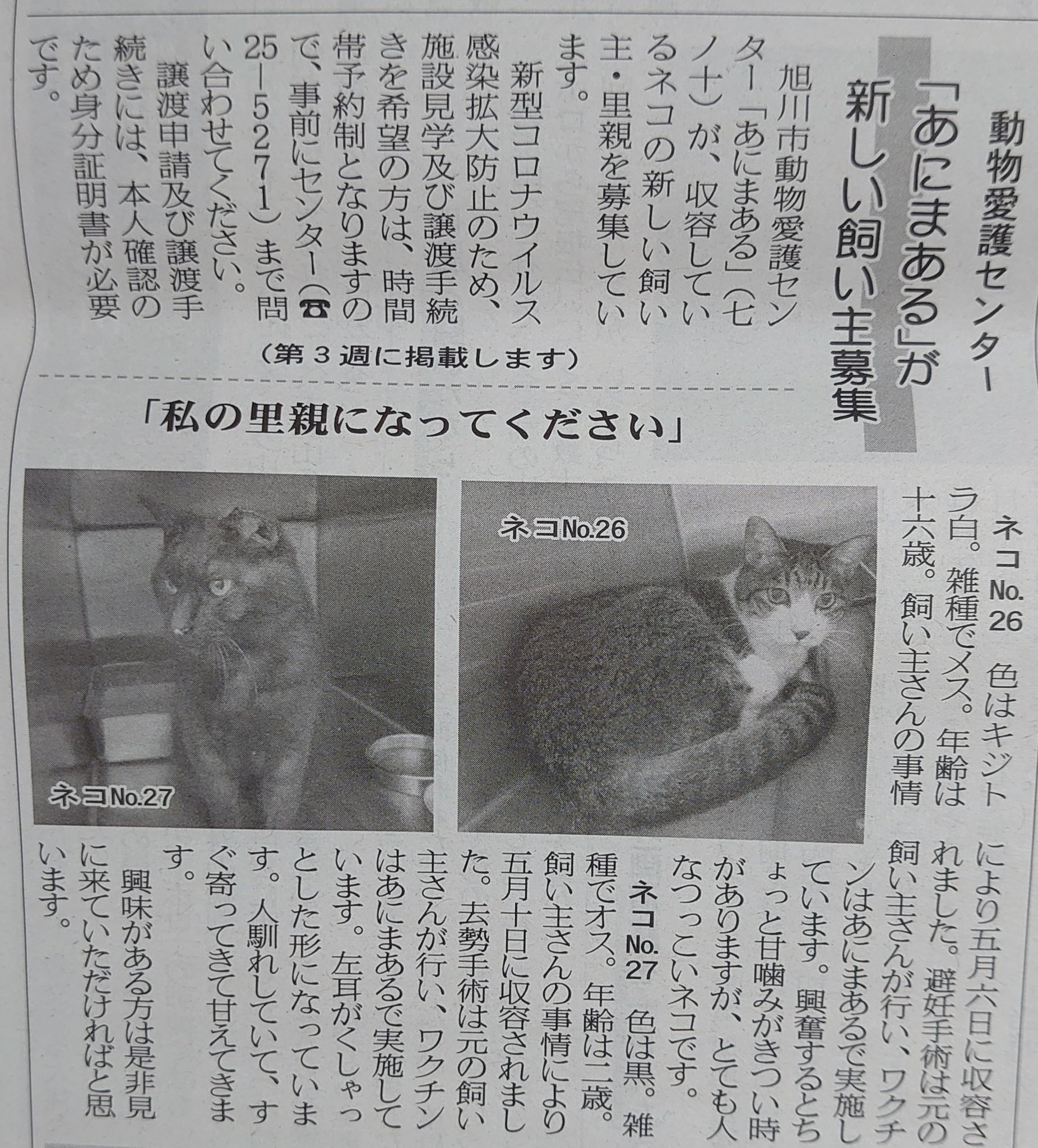 トリトン 動物愛護センター あにまある が新しい飼い主 募集 北海道旭川市に有る官公署 行政機関 市機関 市役所 旭川 市役所 保健所 衛生検査課 動物愛護センター