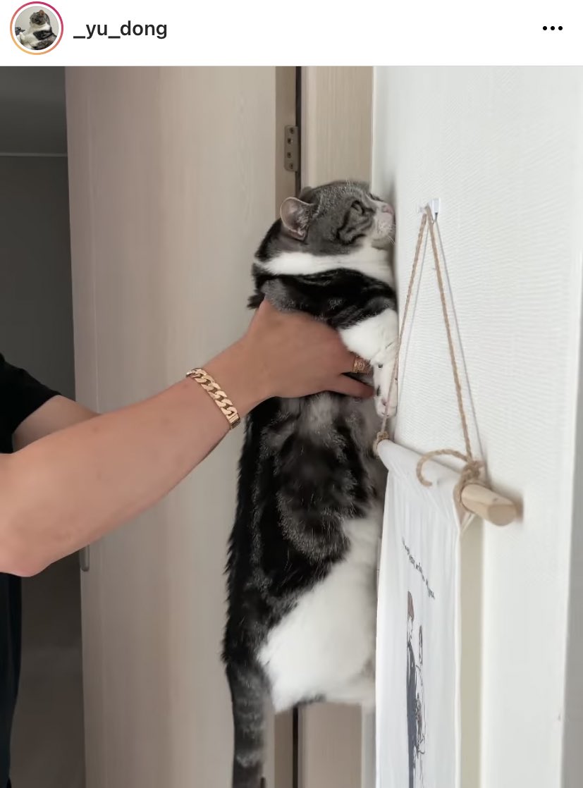 ช่วงนี้คนเกาหลีที่เลี้ยงแมวฮิตทำท่าแมวยืนบนกำแพงอะ 55555555 แต่น้องแมวตัวสุดคือไม่เอาเท้ายัน เหลวติดผนัง 5555555555