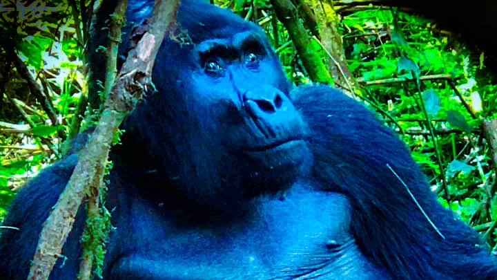 Celebrating #fathersday with leaders of the #Pearl of #africa.🇺🇬
#wildlifeafrica #mountaingorilla #safarilife 
#Uganda #gorilla #wildlifeconservation 
#africawildlife #bbcwildlifemagazine
#wildlifeplanet #wildanimals #wildlifeperfection 
#wildlifeaddicts #africageo