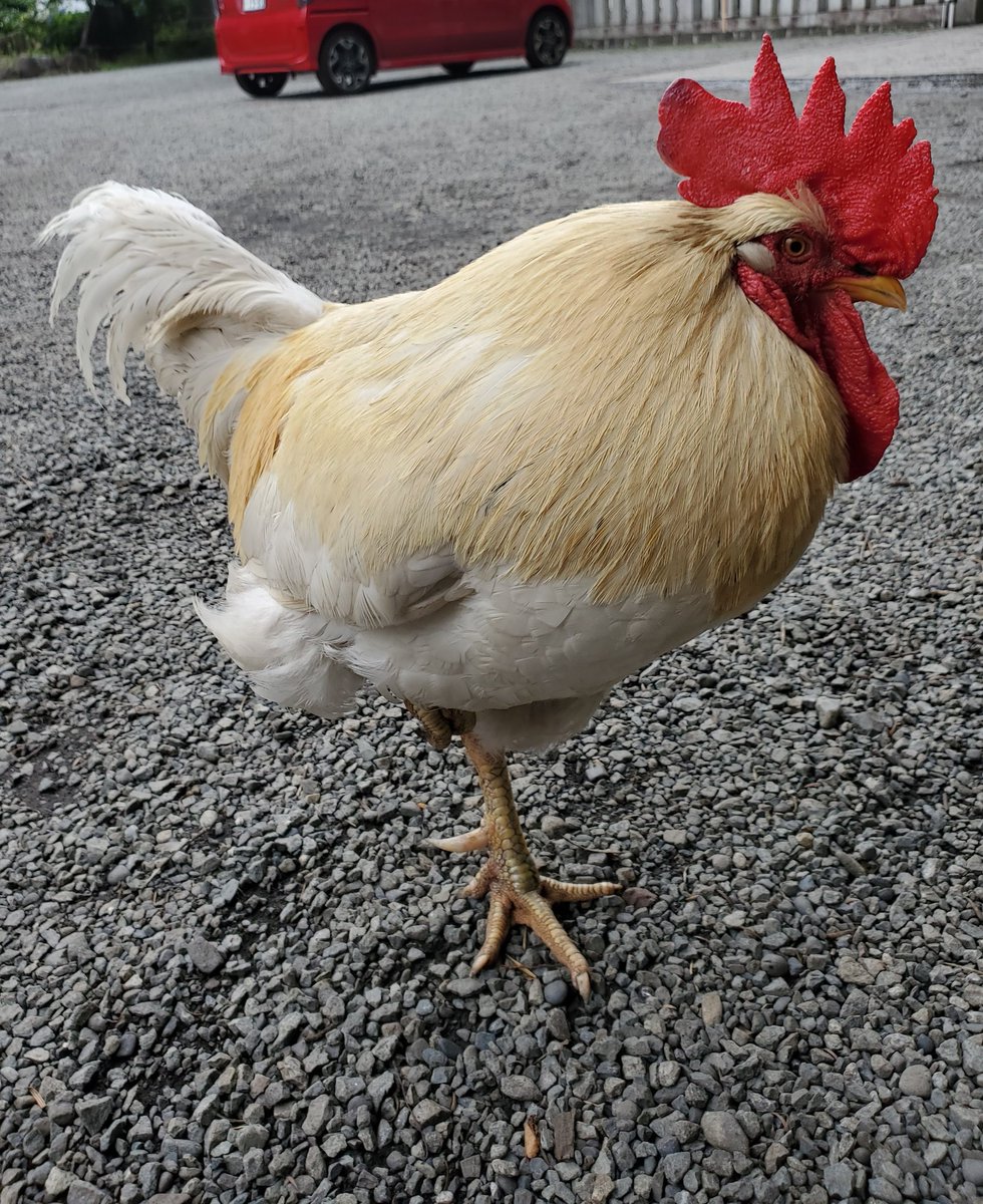 ニワトリさん Hiyoko Chabo Twitter