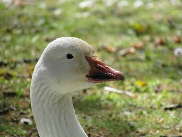 20 Jun 2021 - weekend waterfowl