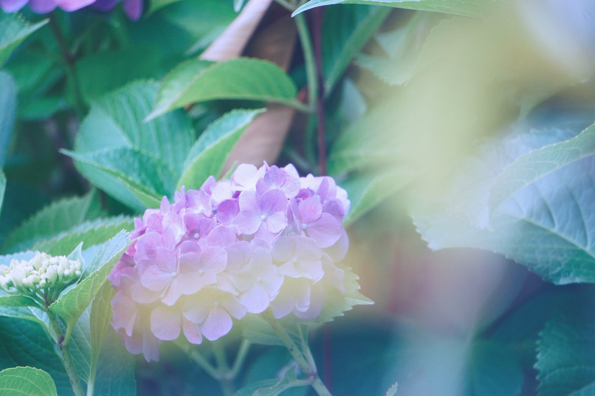 camimumera's tweet photo. #hydrangea #photos #sony https://t.co/47YjwYpoGg