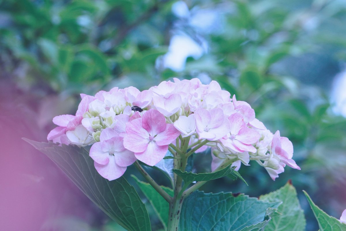 camimumera's tweet photo. #hydrangea #photos #sony https://t.co/47YjwYpoGg