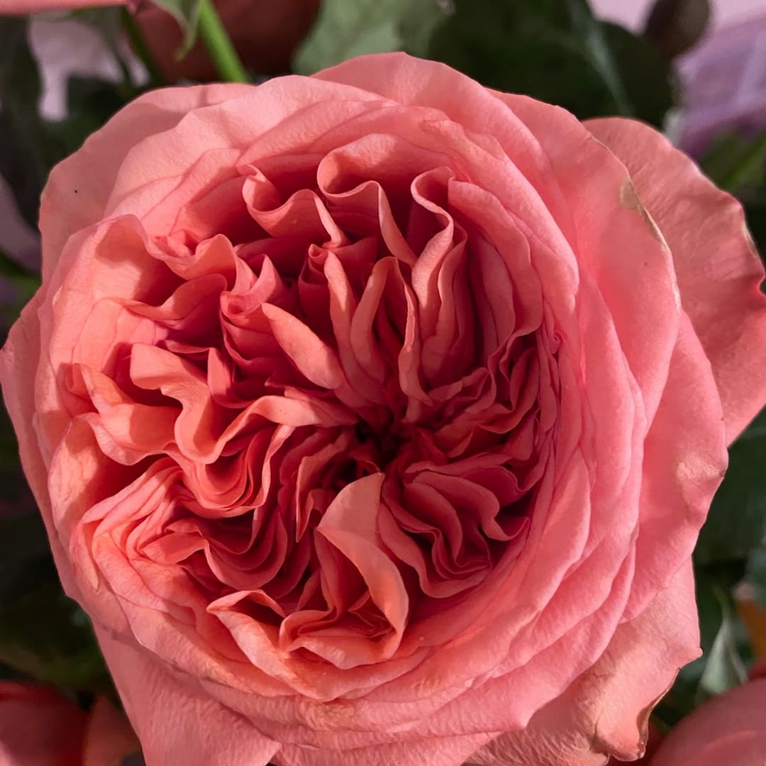 Abutilon02's tweet photo. https://t.co/Ek9OwntAFz https://t.co/3tfBQstQ25