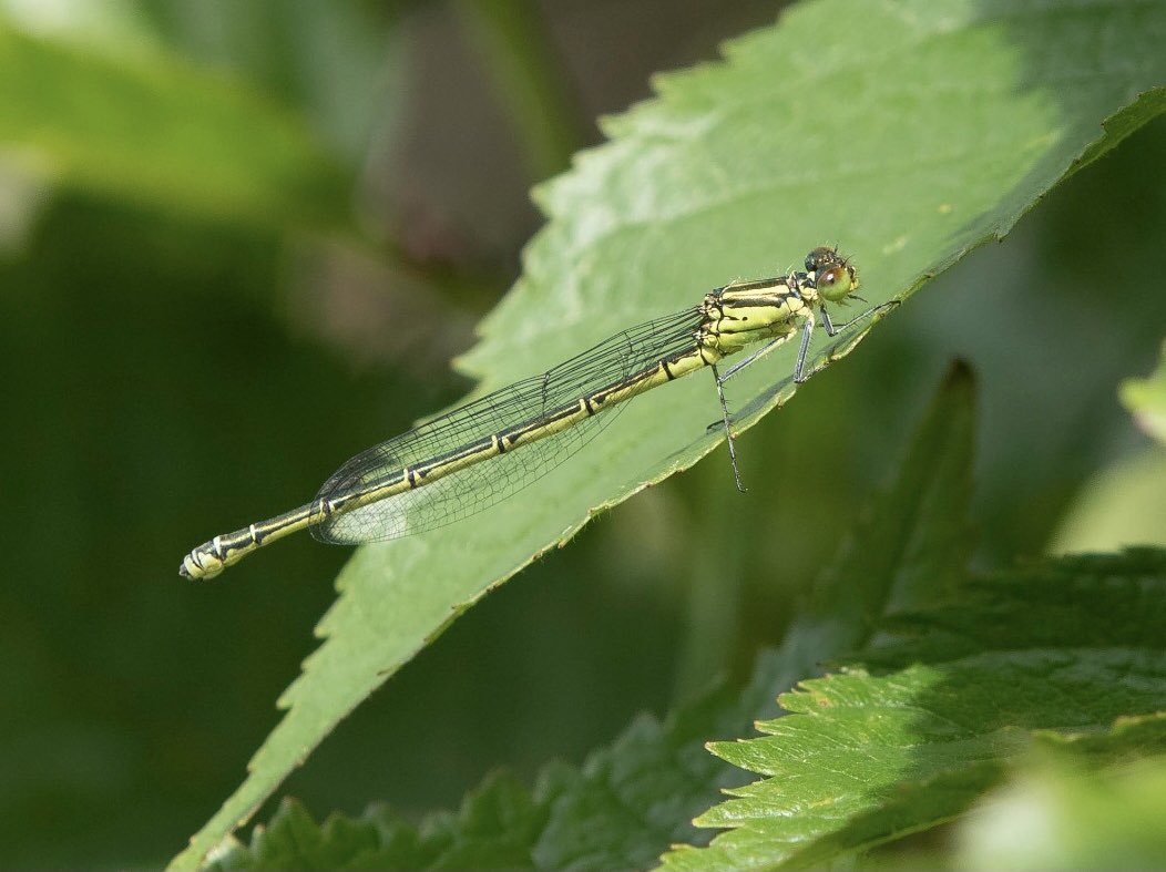 Female Azure Damselfly in the garden yesterday #30DaysWild <a href="/BDSdragonflies/">British Dragonfly Society</a> <a href="/LincsNaturalist/">LNU</a> <a href="/WildlifeTrusts/">The Wildlife Trusts</a> <a href="/LincsWildlife/">Lincs Wildlife Trust</a> #nature #wildlife