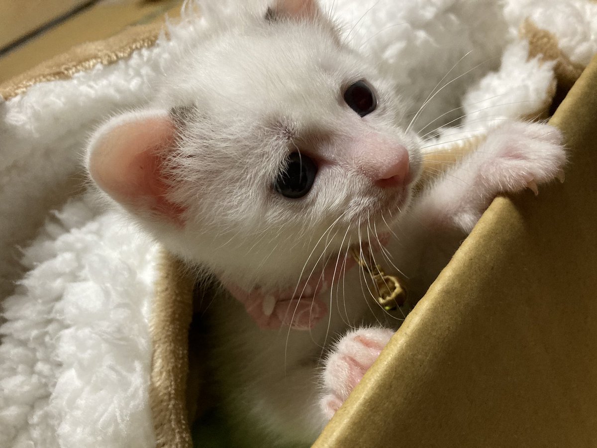 さっきから懲りずに震えてる フォームローラーの上でぷるぷる震える猫ちゃんが可愛すぎる インニャアマッスル Togetter さっきから懲りずに震えてる フォームローラーの上でぷるぷる震える猫ちゃんが可愛すぎる インニャアマッスル Togetter
