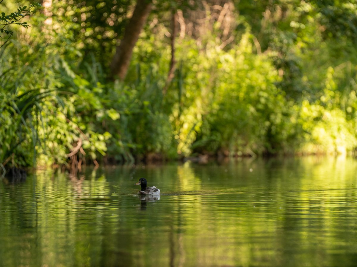 85_romain's tweet photo. La cathédrale de verdure a pris forme dans le #MaraisPoitevin. Des nuances de #vert en bas, au milieu et en haut 🙂Fraicheur et immersion dans la #nature sont au rendez-vous pour tous les visiteurs en cette période de l'année. 🌿🚣‍♂️ https://t.co/9TbqvtlbNV
