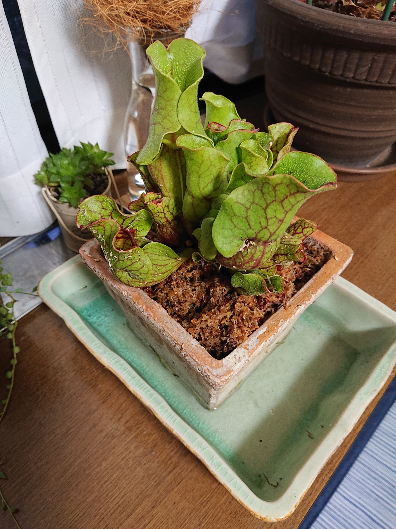 イマサ サラセニアを植え替えました T Co D7woqrv6se Twitter