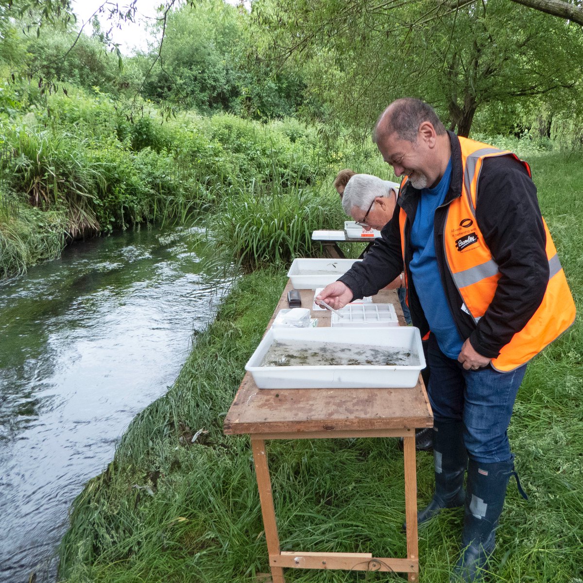 M0KSJ's tweet photo. Our highest @Riverflies survey score (monthly since Apr 2018) for #RiverCray #chalkstream at Brook Park @idverde_Bromley boosted by >300 blue-winged olive &amp; >600 olive mayflies + >100 cased caddis @Thames21 @ZSLScience @SE_Rivers_Trust @EnvAgency https://t.co/fn4Zn7ttKZ