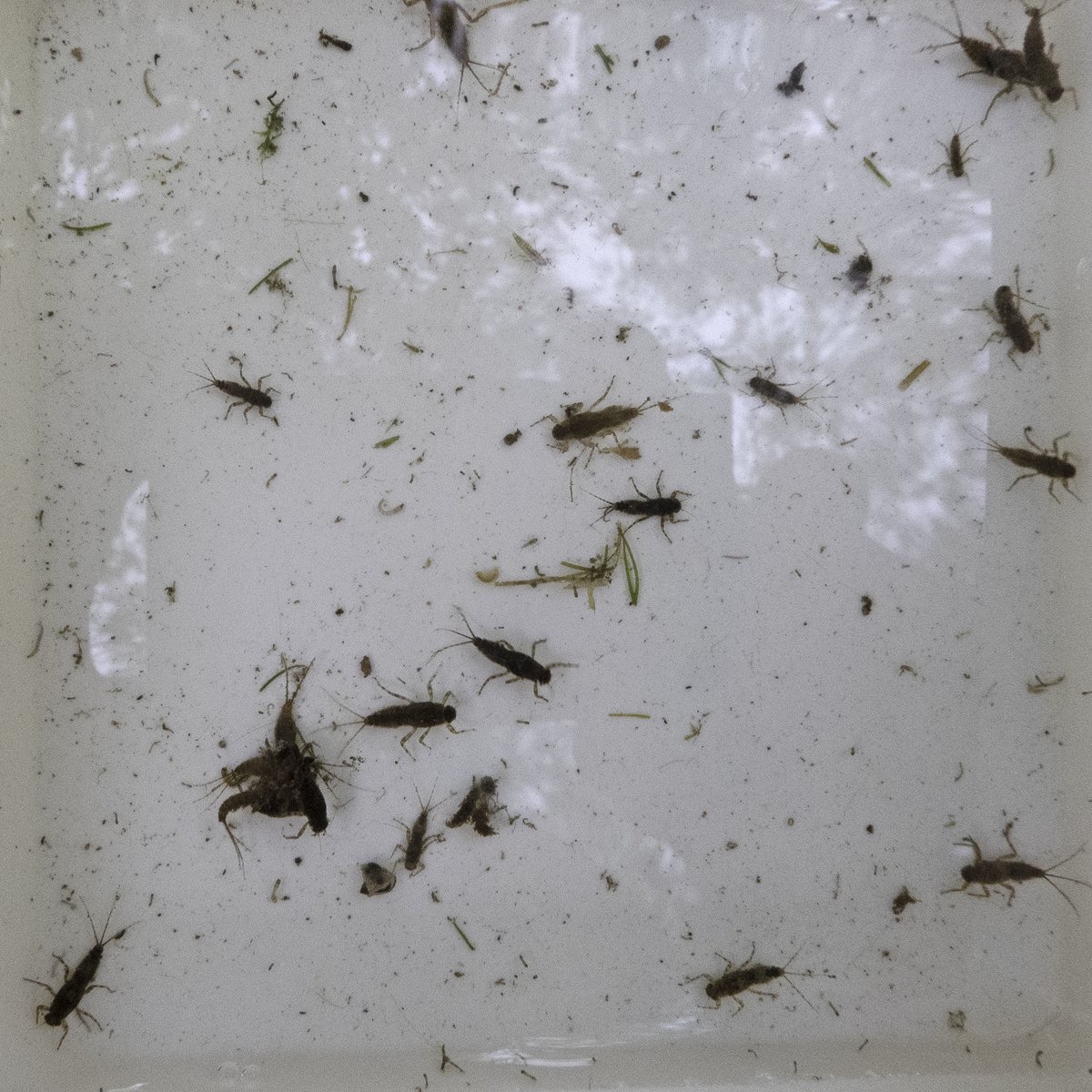 M0KSJ's tweet photo. Our highest @Riverflies survey score (monthly since Apr 2018) for #RiverCray #chalkstream at Brook Park @idverde_Bromley boosted by >300 blue-winged olive &amp; >600 olive mayflies + >100 cased caddis @Thames21 @ZSLScience @SE_Rivers_Trust @EnvAgency https://t.co/fn4Zn7ttKZ