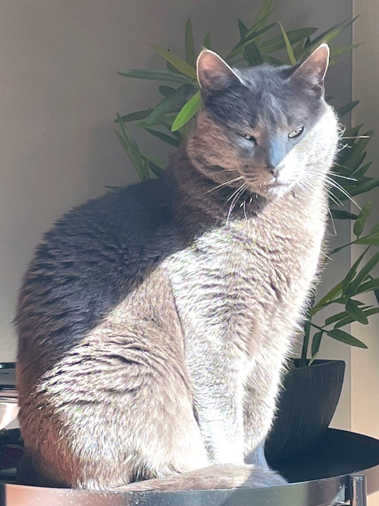 Sunny Sunday Handsomes … ☀️💛
#cats #catsoftwitter