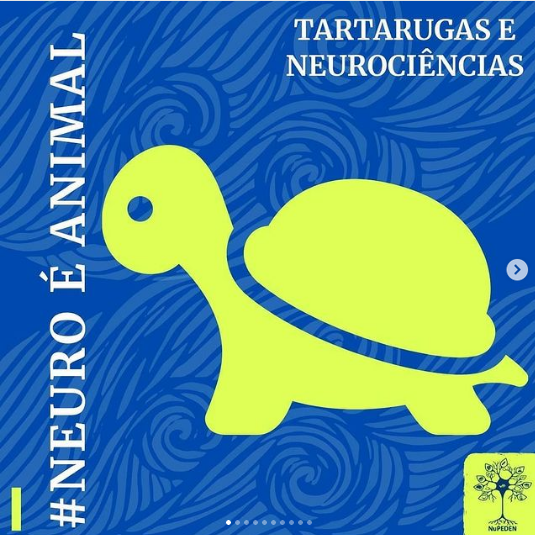 Já se perguntaram como as #tartarugas fêmeas retornam à praia onde nasceram para colocar seus ovos? Como elas acham as coordenadas pra voltar onde nasceram? Ficou curioso? Venha conferir!

#NeuroÉAnimal #Neurociências #DivulgaçãoCientífica
instagram.com/p/CA6Yj5OACZt/