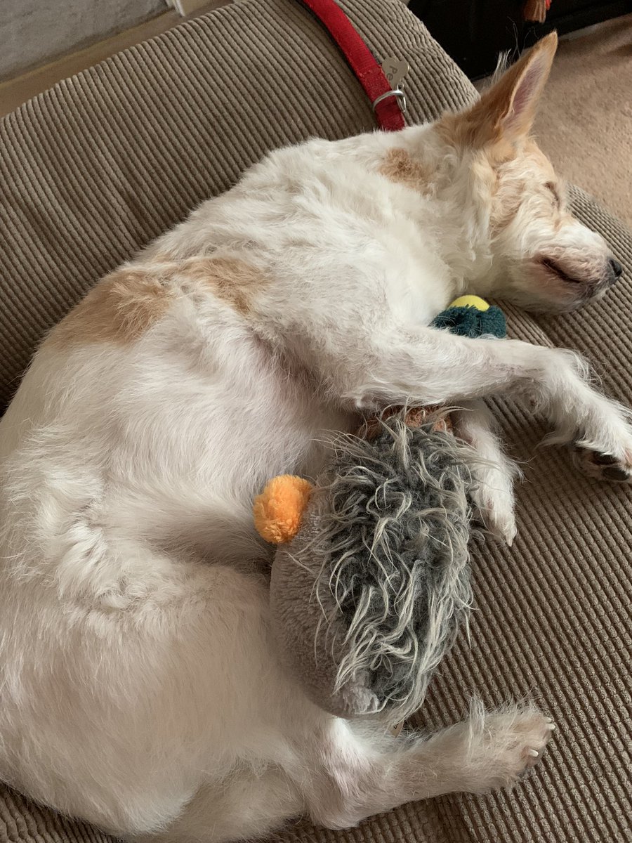 PrincessPedro13's tweet photo. Having a lazy Sunday morning, cuddled into my duck toy that mom has kindly mended for me! https://t.co/AXpAxr42uB