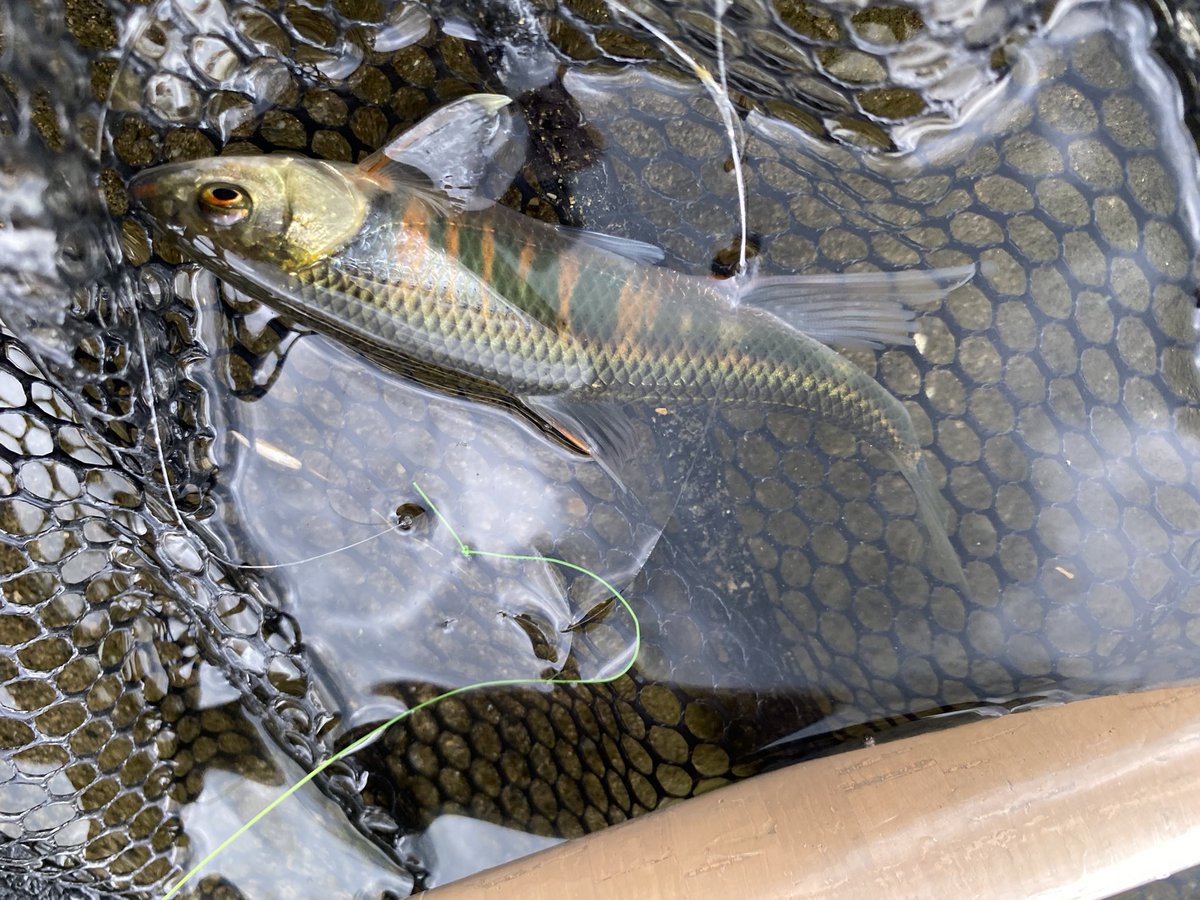 かたやん 都内の川でテンカラ特訓中 浅川の釣りでオイカワ テンカラはじめて２回目 嬉しい婚姻色