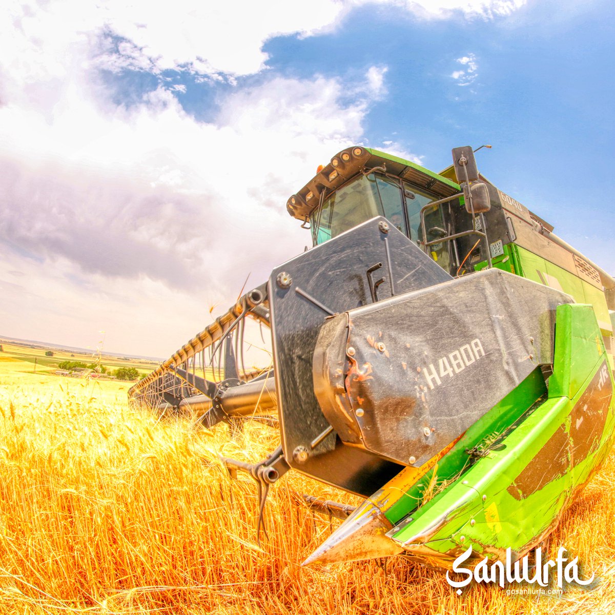 Harvest time in fertile lands! 🌾🌞🚜

Bereketli topraklarda hasat zamanı!

#farmlife #agriculture #growyourownfood #vegetablegarden #organicfarming #urbanfarming #organicgardening #farming #homegrown #tomatoes #farmer #farmers #sanliurfa #mesopotamia

📸 Mahmut Ormancıoğlu