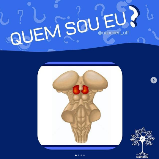 Consegue adivinhar?

#QuemSouEu #DivulgaçãoCientífica #Neurociências
instagram.com/p/CB6pwkyAFx0/