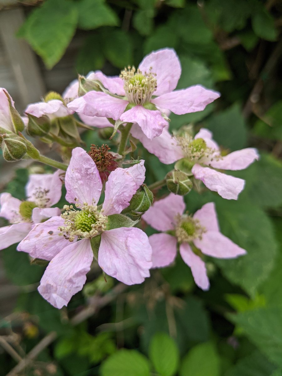 Blackberries have such beautiful flowers! #gardening #growingfruit