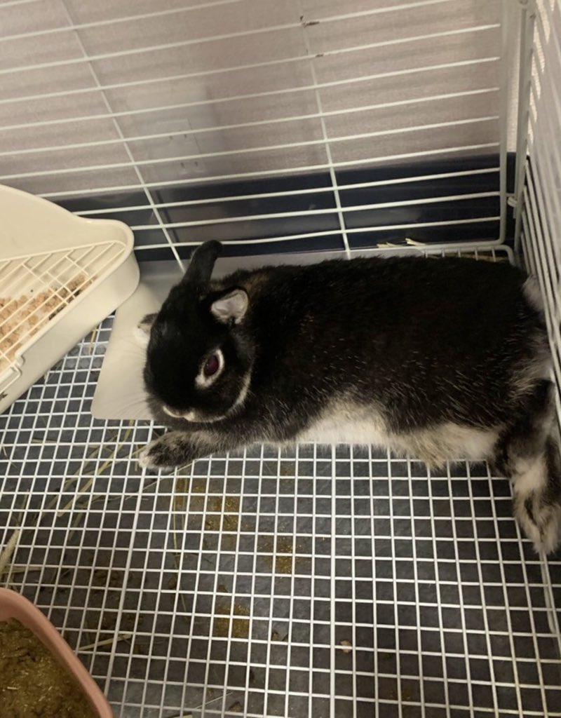 くろまる En Twitter ダイソーにうさぎ用のひんやり アルミプレート 中2円 大330円 が売っていて優秀 くろまるに中サイズ買ってみたらすぐにお気に召してひんやりしてた T Co Mdfhckqcwj Twitter