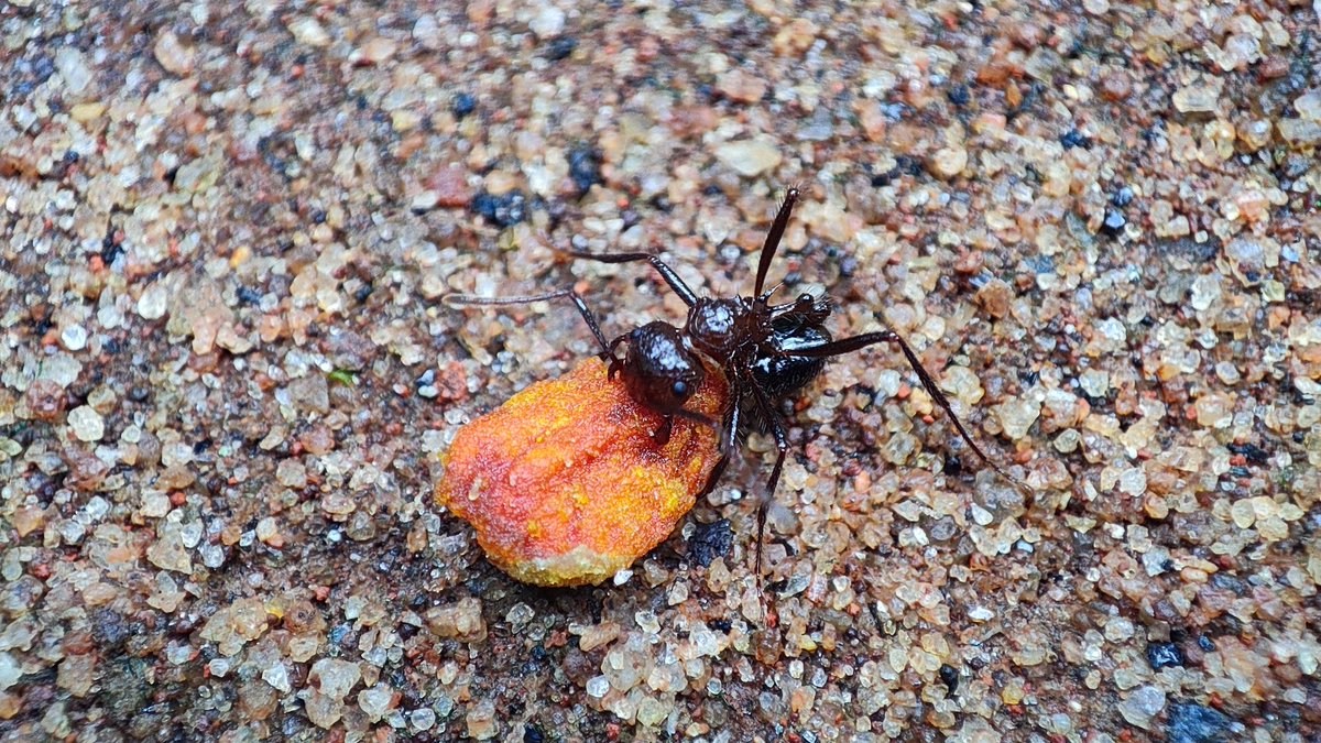 shincealex90's tweet image. #ShotonRedmi
#Note10ProMax