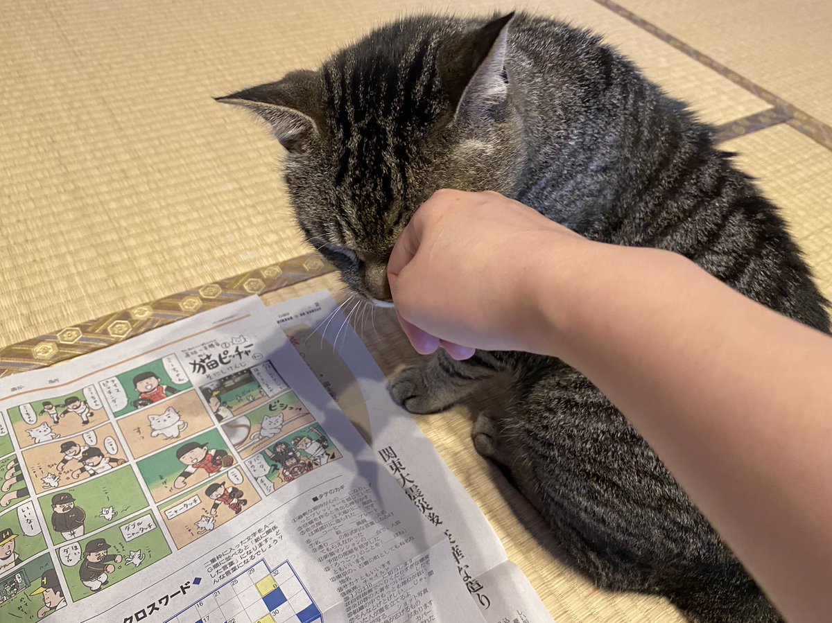 kyu_kun999's tweet photo. 今週も猫ピッチャー観戦してます⚾️
…頭こすこすの���図だと思われました😹(可愛い♡)
#猫
#野球
#新聞
#猫画像
#猫ピッチャー https://t.co/9hFZI7ZJo4