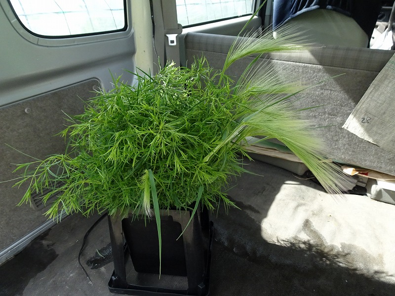 菅家博昭 ホルデューム ジュバタムhordeum Jubatum 細葉マウンテンミント T Co Lr8wqehatl