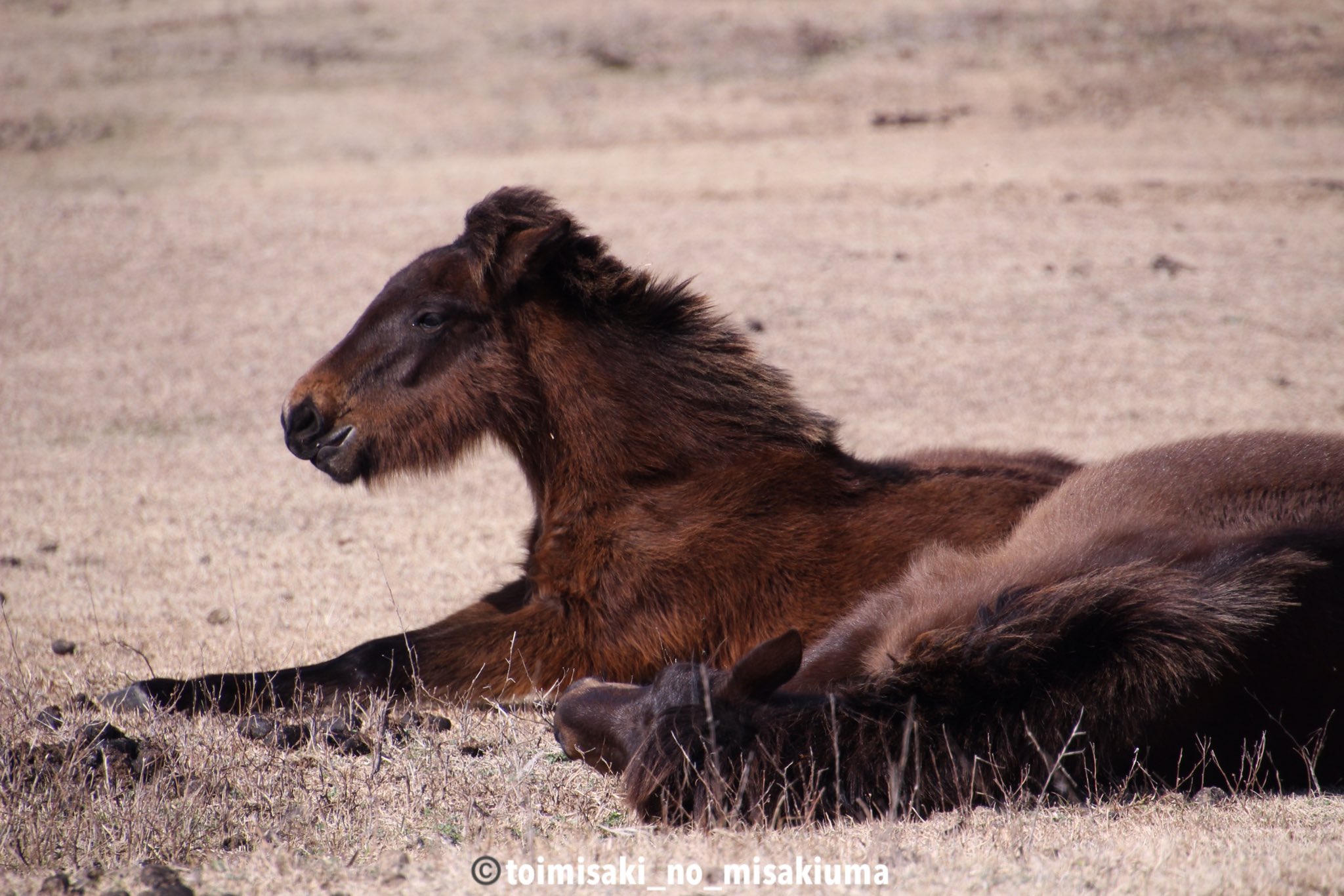 御崎馬の写真を載せるよ Toimisaki Horse Twitter