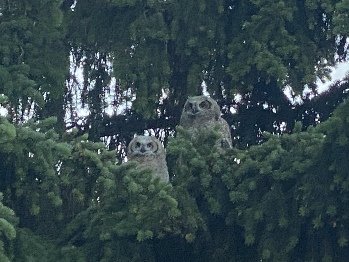A couple owls spotted early this morning behind 18 green <a href="/sturgeonvalley/">Sturgeon Valley</a>. #yeggolf #earlymorningwildlife